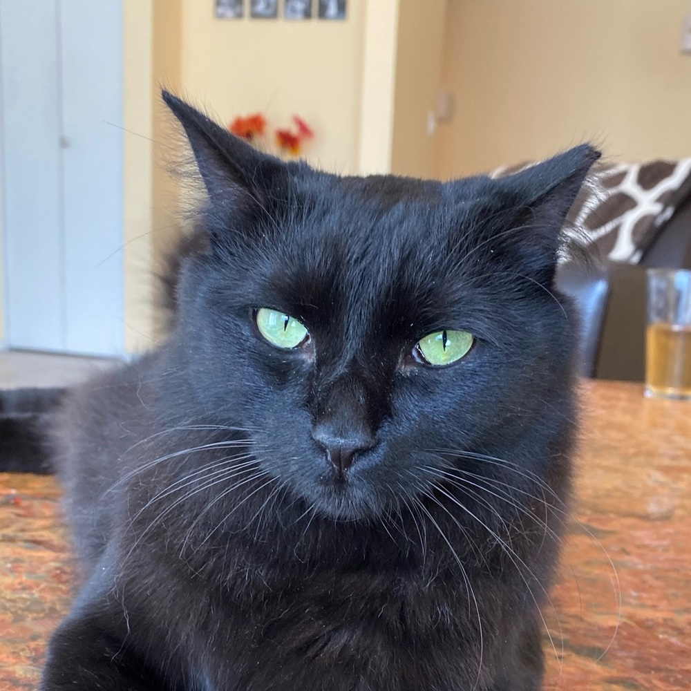 Meet your Posher, Natty